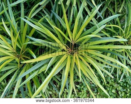 Osmoxylon Lineare (ararea) Flower With Natural Background