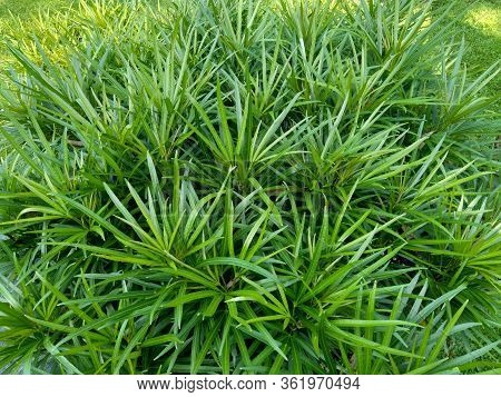 Osmoxylon Lineare (ararea) Flower With Natural Background