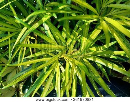 Osmoxylon Lineare (ararea) Flower With Natural Background