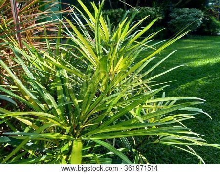 Osmoxylon Lineare (ararea) Flower With Natural Background