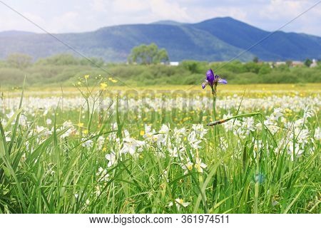 Nature Landscape With Flowering Meadow Of White Wild Growing Narcissus Flowers. Narcissus Valley In 