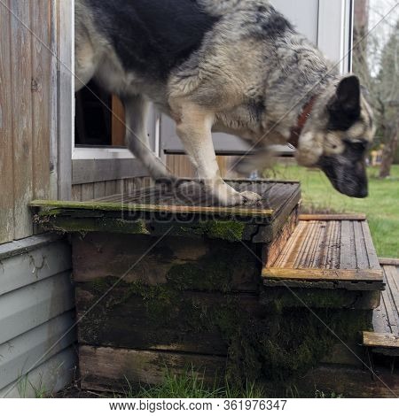 Blurred Motion Shot Of A Shepherd Dpg Running Out Of House
