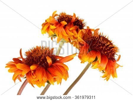 Beautiful Bright Red Flower Gaillardia Coahuilensis, Family Asteraceae