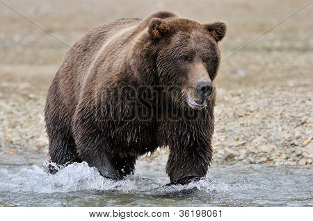 Medvěd grizzly