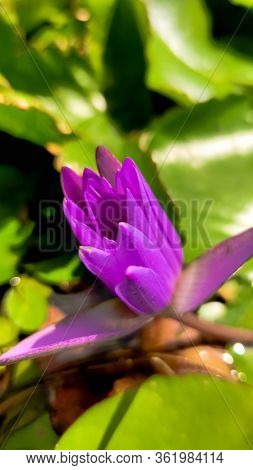 Purple Lilies Are Blooming In A Pond. Blooming Lotus Flower In Summer Pond With Green Leaves As Back