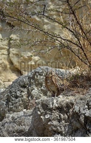 Small Burrowing Owl Standing Uder A Thorny Bush In Aruba.