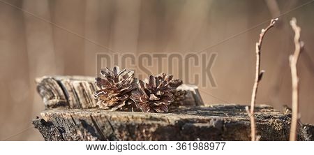 Photo Of Pine Cones On A Wood Stump On A Brown Background In The Blur. The Forest Background.