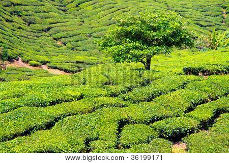 Herbata Plantage - Malezja