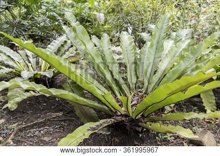 Beautiful Green Plant With Long Leaves In Perdana Botanical Gardens In Kuala Lumpur Malaysia.