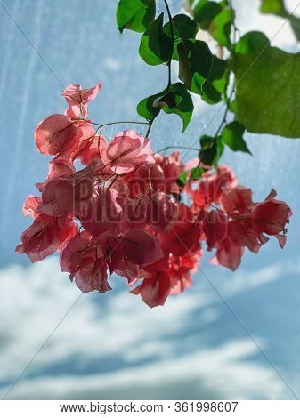 Pink Flowers Abstract Tones Against Window Pane Blue Sky Design Arrangement