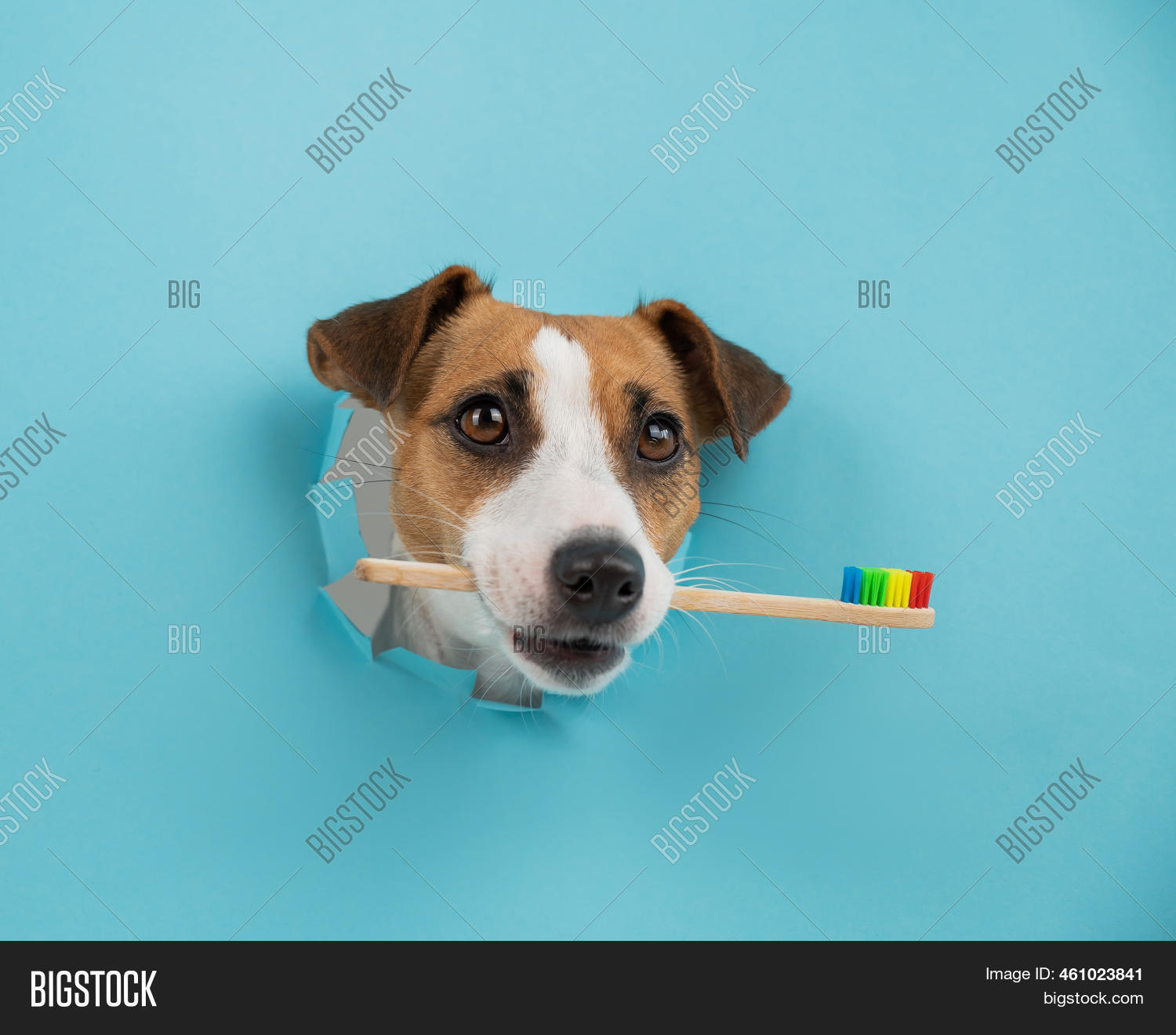 Muzzle Jack Russell Image & Photo (Free Trial) Bigstock
