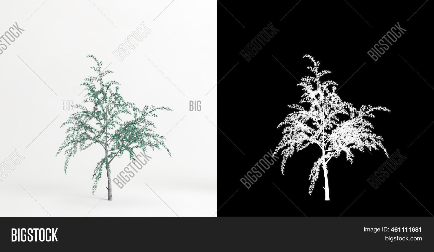 3d Illustration Cedrus Image & Photo (Free Trial) | Bigstock