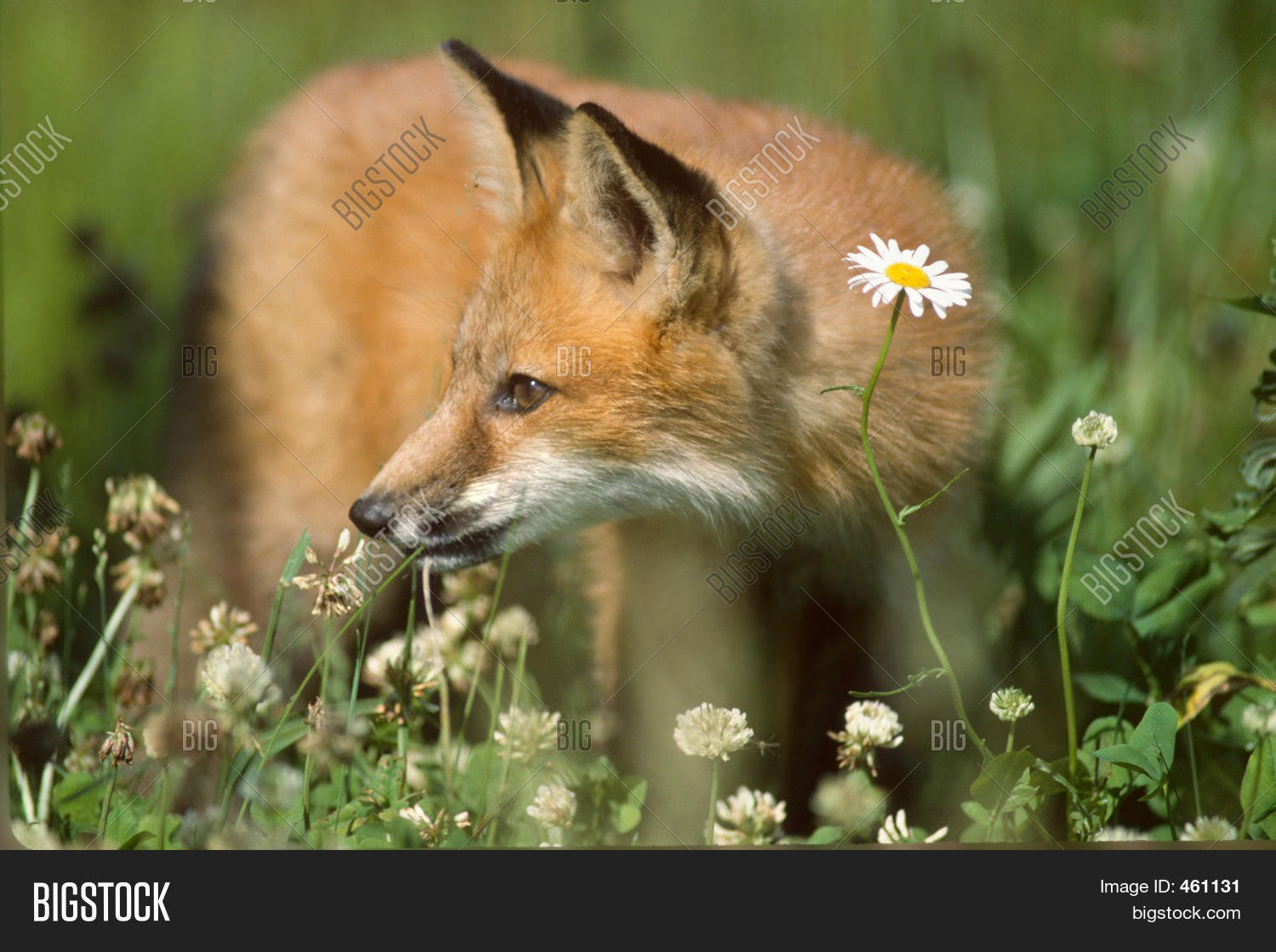 Daisy Fox Image & Photo (Free Trial) | Bigstock