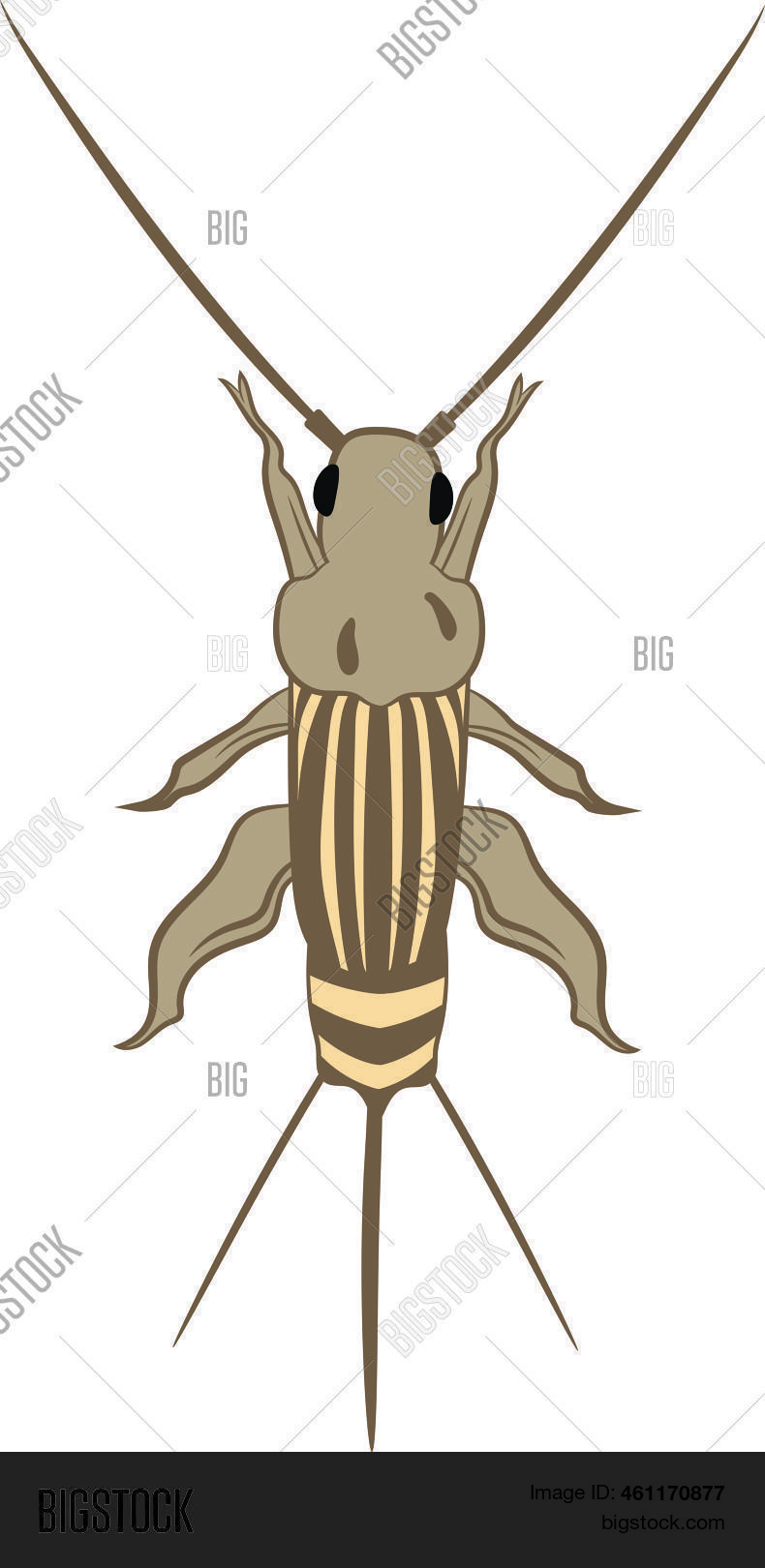 Cricket Insect Top Vector & Photo (Free Trial) | Bigstock