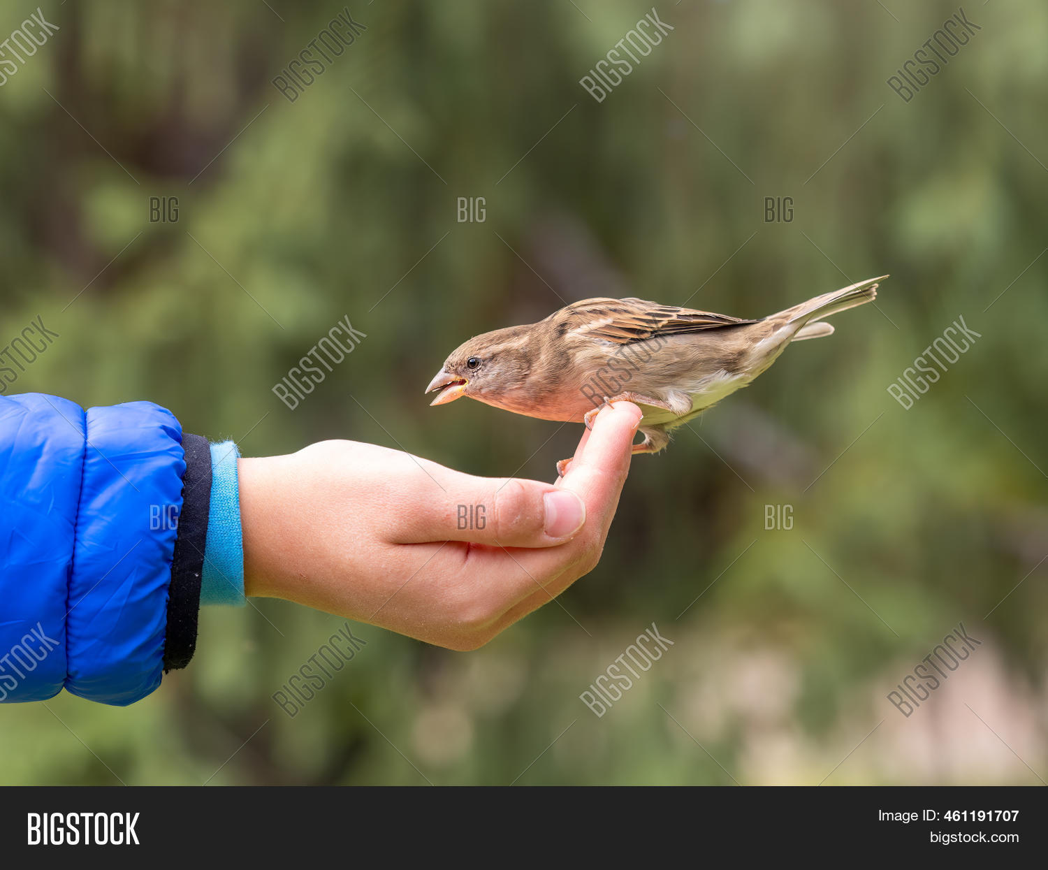 Boy Feeds Birds Seeds Image & Photo (Free Trial) Bigstock