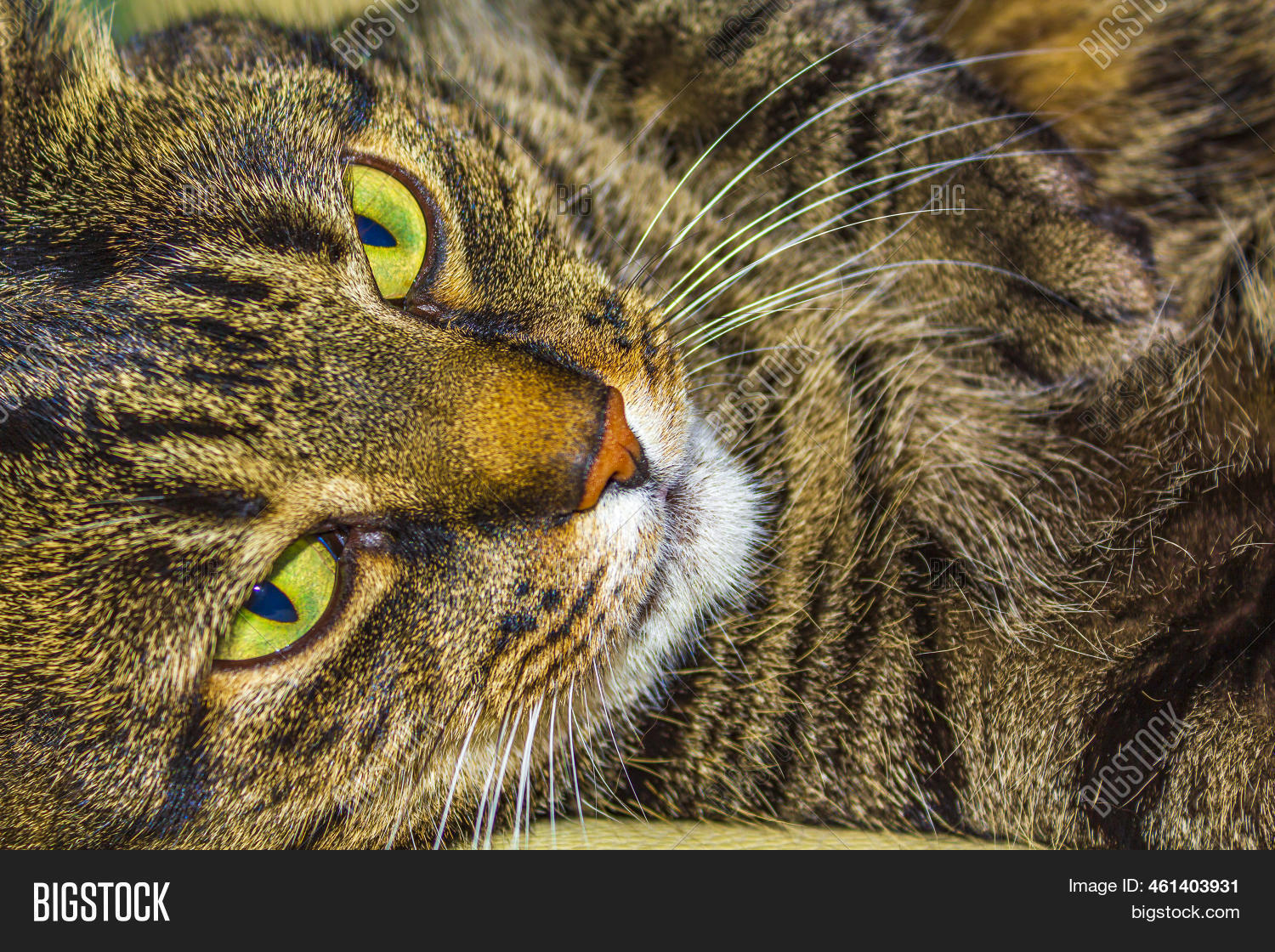 Cat Big Green Eyes Image & Photo (Free Trial) Bigstock