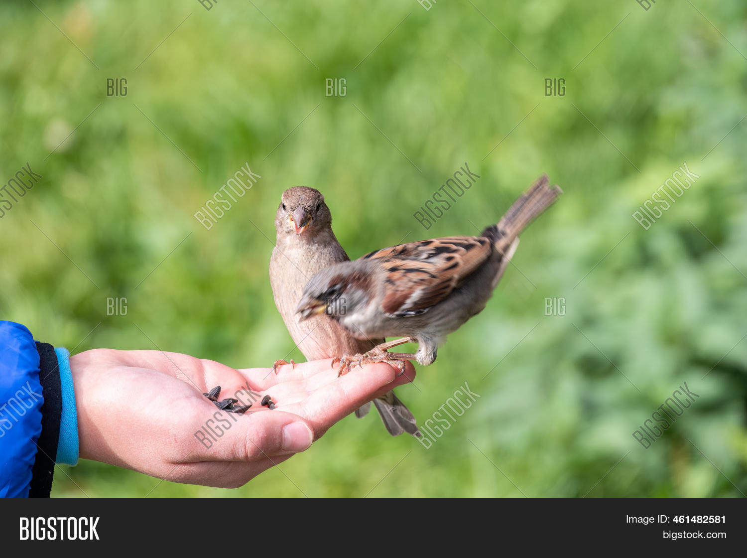 Boy Feeds Birds Seeds Image & Photo (Free Trial) Bigstock