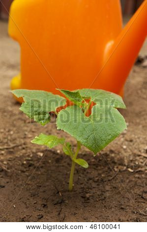 젊은 Cuccumber 공장