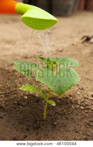 젊은 Cuccumber 식물을 급수
