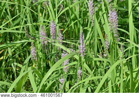 Barnardia Japonica Flowers. Asparagaceae Perennial Bulbous Plants. Pink Racemes From August To Septe