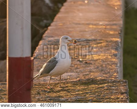 Perched Gull Holding A Mussel With Its Beak Just Snapped Off To Eat On The Pier At Sunset