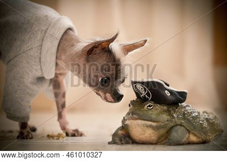 Peruvian Hairless And Chihuahua Mix Dog With African Bullfrog In A Pirate Hat