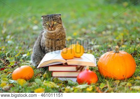 Autumn Books And Cat.back To School.halloween Books.cat With A Stack Of Books And A Pumpkin In A Gar