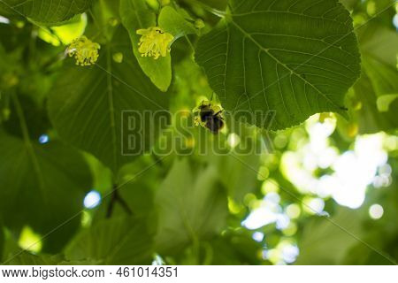 Close Up Of The Clusters Of Blooming Flowers Of Common Life Tilia X Europaea, Also Known As Linden, 
