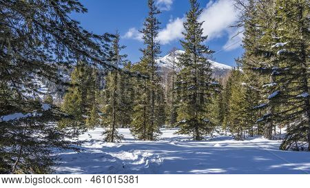 A Path Trodden In Snowdrifts In The Taiga. Tall Coniferous Trees And A Mountain Against The Blue Sky
