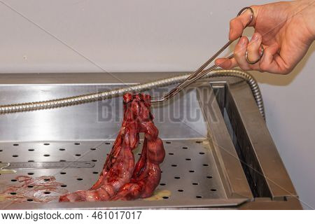 Doctors Hand Holds The Dogs Pyometra Uterus With Surgical Forceps. Uterus Inflammation After Operati