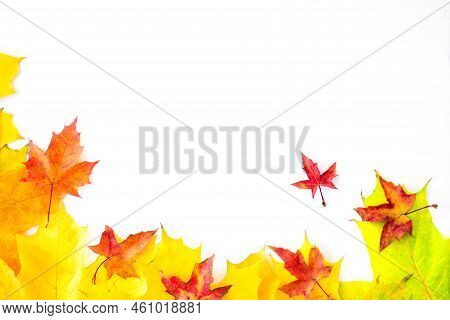 Background Of Many Yellow Maple Leaves With Space For Text On A White Background. Autumn Leaf Backgr