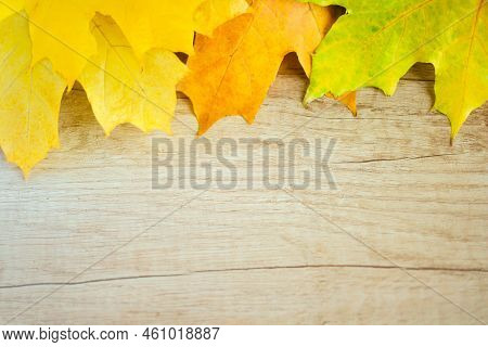 Background Of Many Yellow Maple Leaves With Space For Text On A Wooden Background. Autumn Leaf Backg