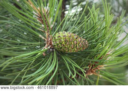 Cone Of Mountain Pine Tree Pinus Mugo With Buds, Long Branch And Coniferous. Mughus Pumilio Cultivar