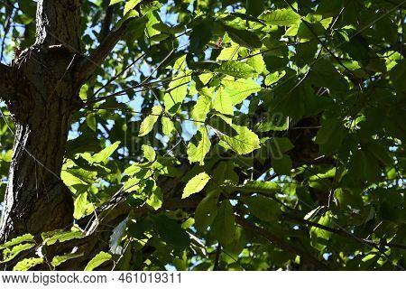 Quercus Serrata Tree. Fagaceae Deciduous Tree. The Flowering Season Is From April To May, And The Fr