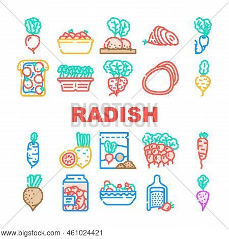 Radish Food Organic Vegetable Icons Set Vector. Healthy Plant, Garden Nature, Red Ripe Ingridient, N