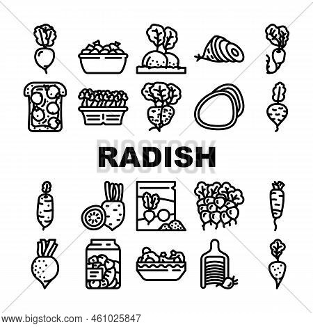 Radish Food Organic Vegetable Icons Set Vector. Healthy Plant, Garden Nature, Red Ripe Ingridient, N