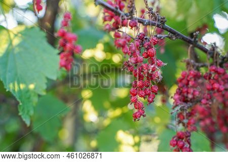 Dried Red Currant Berries On A Bush In The Summer In The Garden Due To Plant Disease.