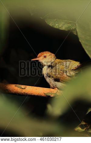 A Cute And Small Common Tailorbird (orthotomus Sutorius) Perching On A Branch, Tropical Rainforest I