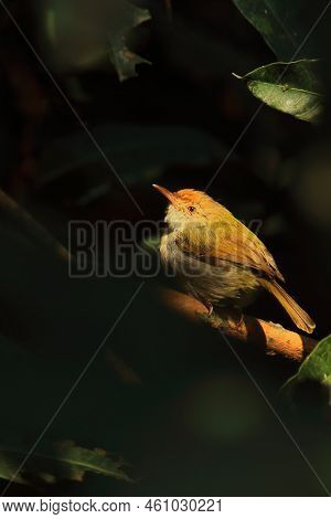 A Cute And Small Common Tailorbird (orthotomus Sutorius) Perching On A Branch, Tropical Rainforest I