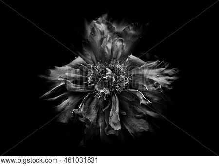 Continuation Of An Ongoing Series Of Black And White Photographs Of Flowers Grown In Our Backyard An