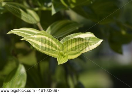 Variegated Wandering Jew Leaves In The Garden