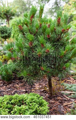 Little Size Pinus Mughus Mugo, Known As Bog Pine, Creeping Pine, Dwarf Mountain Pine Growing In The 
