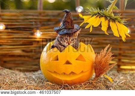 Cute Funny Tabby Cat Bengal Breed Kitten Sits In A Pumpkin Jack In A Black Hat Next To A Sunflower H