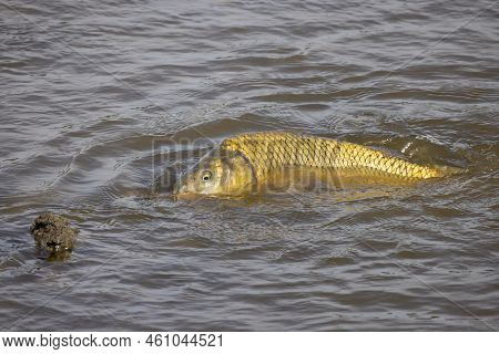 The Eurasian Or European Carp (cyprinus Carpio), Formerly Known As The Common Carp In Shallow Water 