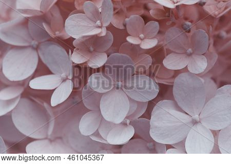Beautiful Flower Texture. Beautiful Colorful Texture Of Flowers For Designers.