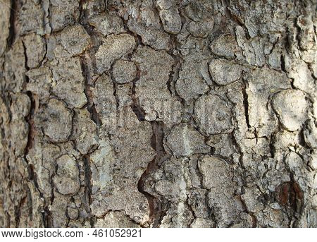 Tree Bark Horizontal Background. Close-up Photo Of Cracked Trunk Of Old Tree