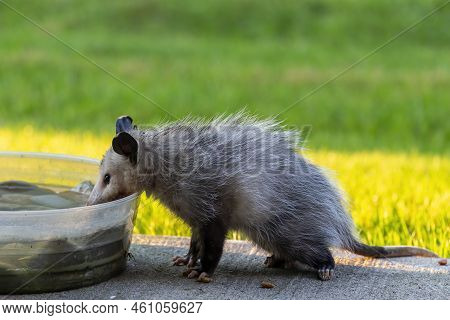 The Virginia Opossum (didelphis Virginiana). This Year\'s Older Cub Came To Drink At The Human Dwell