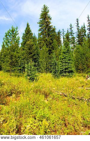 Lodgepole Pine Trees Surrounding A Lush Alpine Meadow Taken At A Temperate Coniferous Forest In Glac