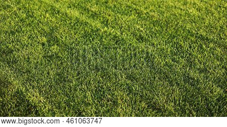 Green Grass Close-up. Cut Green Juicy Lawn. Alpine Meadow Densely Overgrown With Grass. Field Of Gra