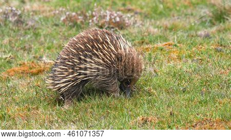 An Echidna Forage For Food At Cradle Mt